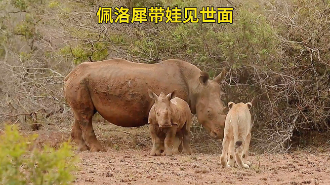 力量与柔弱的碰撞，大狮子与尿布狮的奇妙相遇