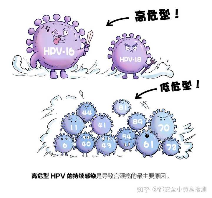 HPV病毒，理解与应对之道