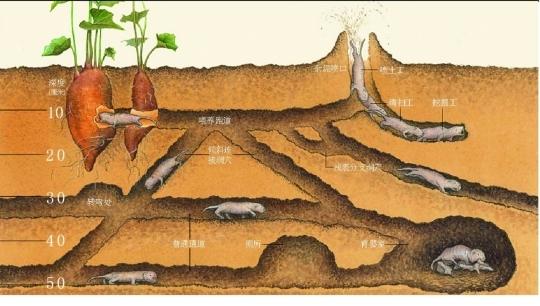 科学家揭秘癌症治疗新突破，解锁潜在治疗可能性