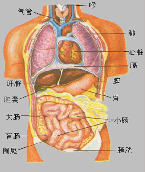 女生编织艺术，用绳子塑造五脏六腑，艺术表达与身心健康的探索之旅