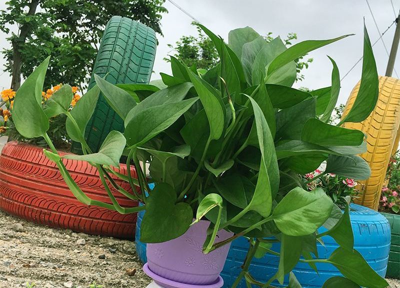 家庭绿植种植，净化空气，美化生活