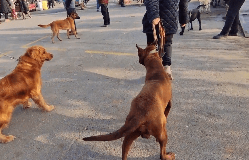 饲养员面临职责挑战，制止四条恶犬咬人事件