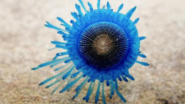 澳大利亚海滩奇异生物发现，男孩的海洋奇遇夜