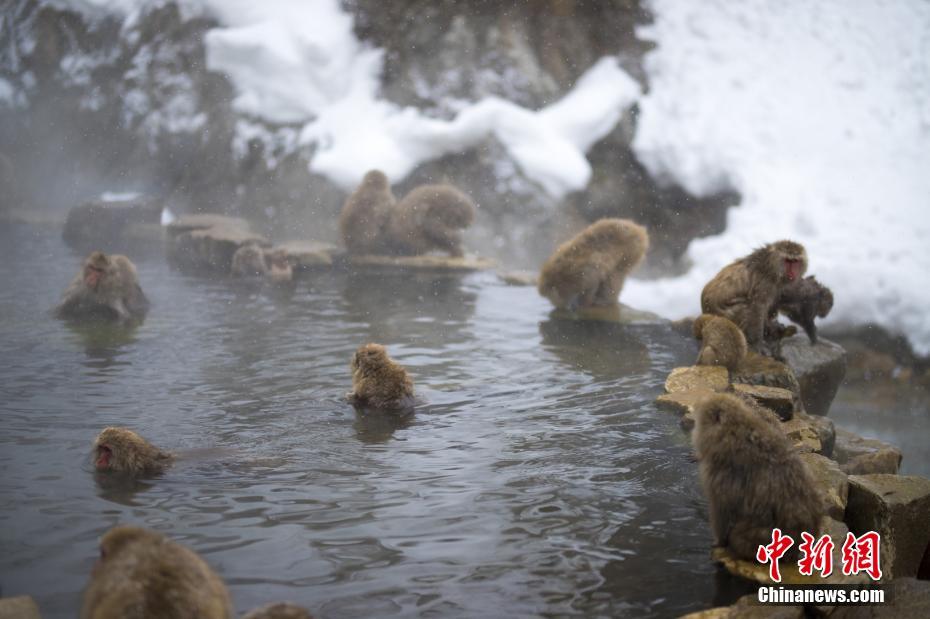 景区回应猴子泡温泉，动物福利与旅游开发的平衡探讨