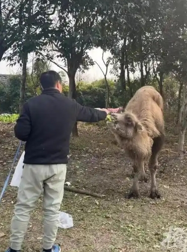 杭州高架桥下骆驼惊现，城市别样风景亮相