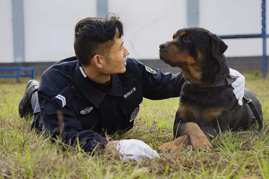 流浪狗逆袭成警犬精英，秒速融入警队