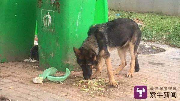 警犬工作状态引发热议，反思活力缺失与行为不当问题