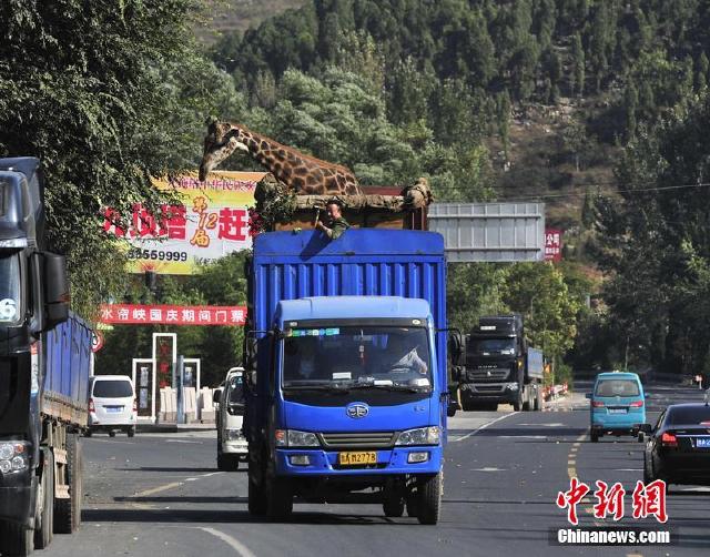 山东司机误入重庆山路，意外旅程的挑战与冒险