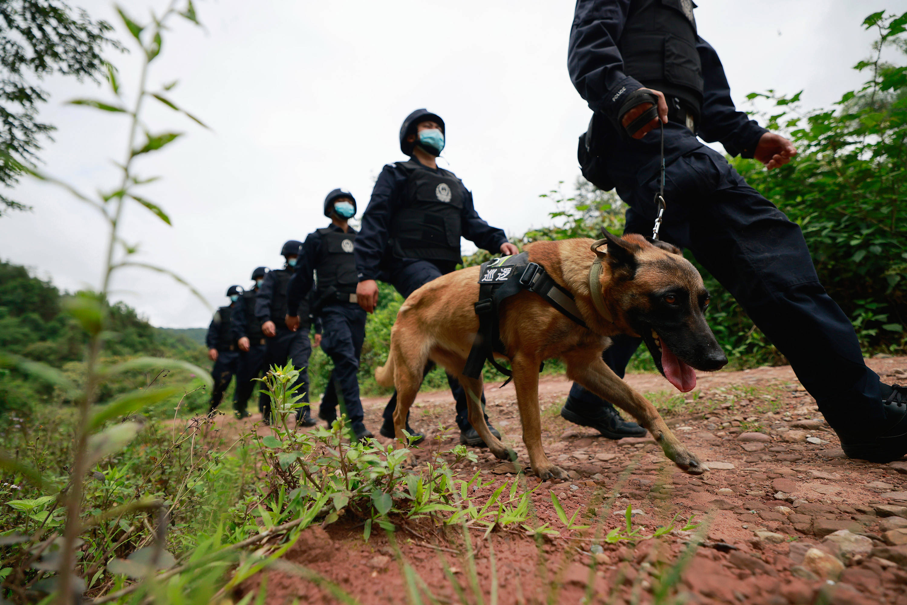 云南警犬遭连续通报批评背后的管理责任引人深思