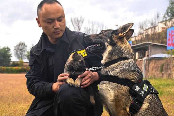 四勇士遭遇挫折，警犬被通报批评背后的启示