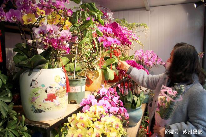 春节花卉市场热卖，繁花似锦迎新春佳节