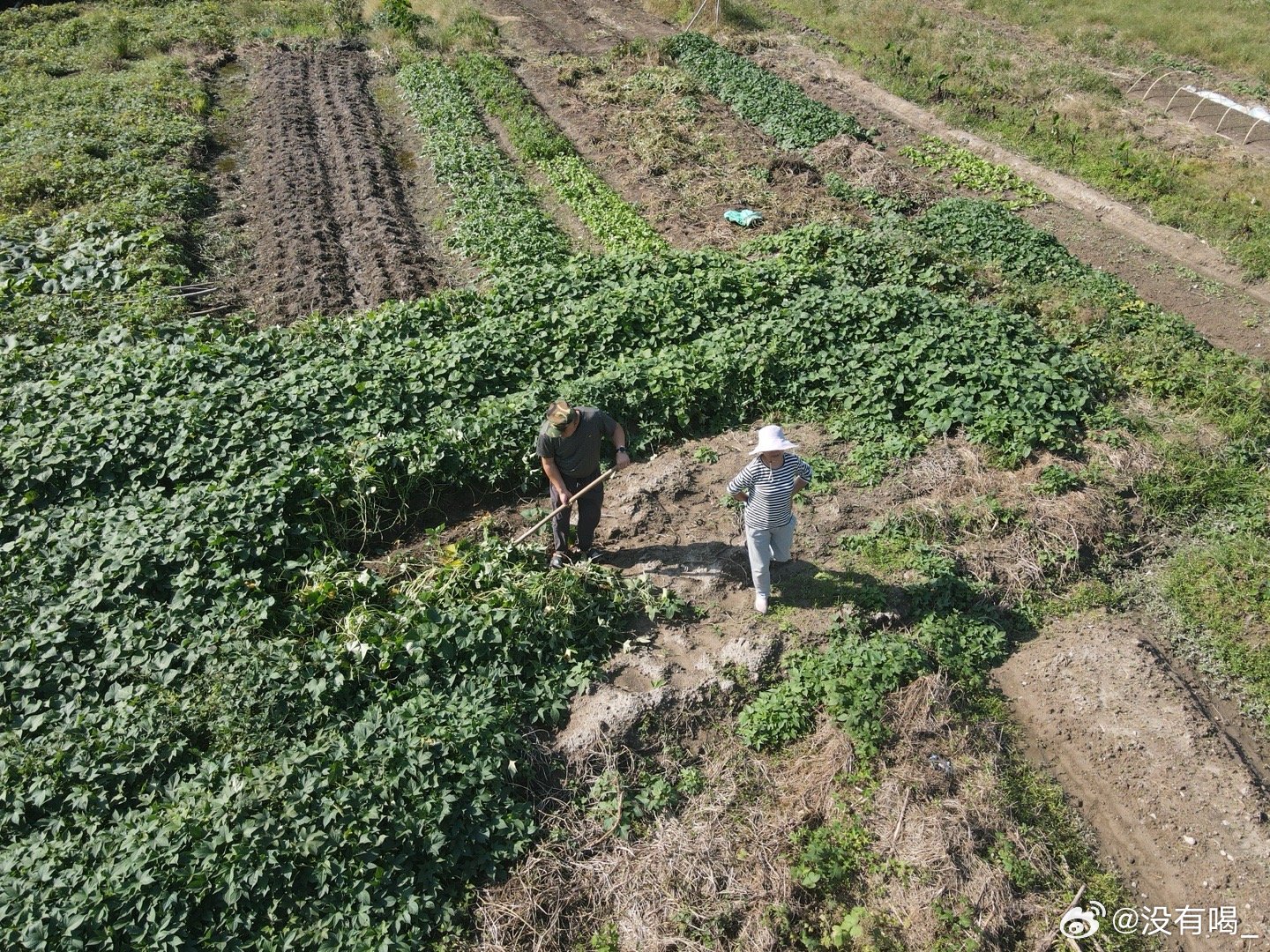 花巨资种番薯背后的故事，为上级拍照打卡的真相